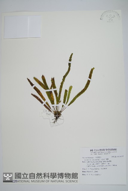 大武禾葉蕨藏品圖，第1張