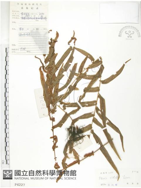 鱗蓋鳳尾蕨藏品圖，第1張