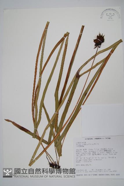 垂葉書帶蕨藏品圖，第1張