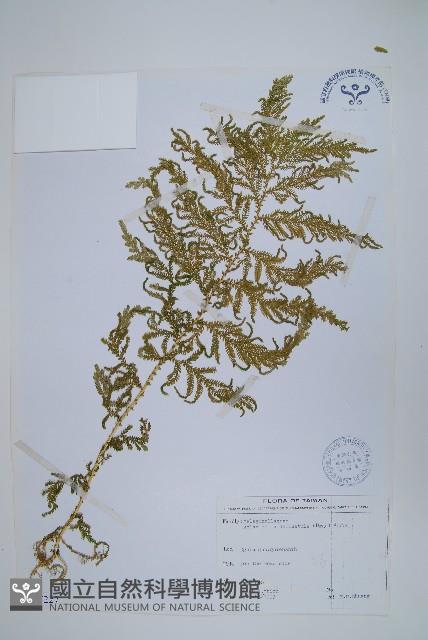 全緣卷柏藏品圖，第1張