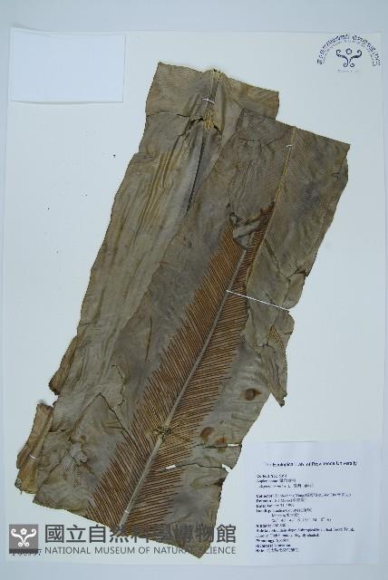 臺灣山蘇花藏品圖，第1張