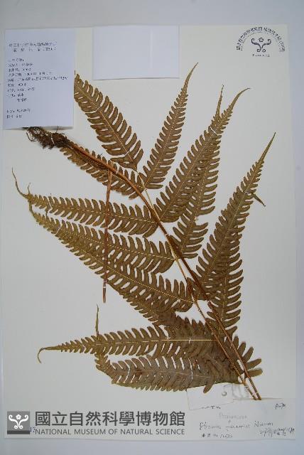 傅氏鳳尾蕨藏品圖，第1張