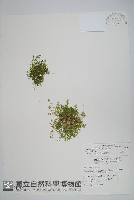 膜葉卷柏藏品圖，第1張