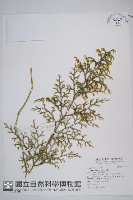 過山龍藏品圖，第1張