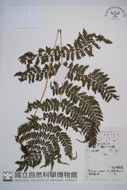 細葉蹄蓋蕨藏品圖，第1張