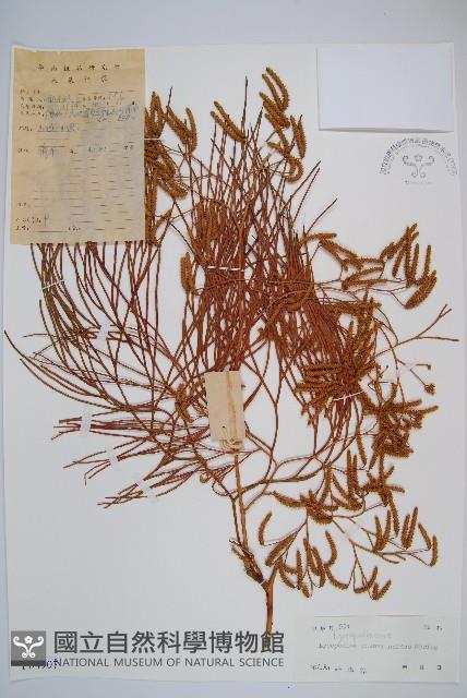 木賊葉石松藏品圖，第1張