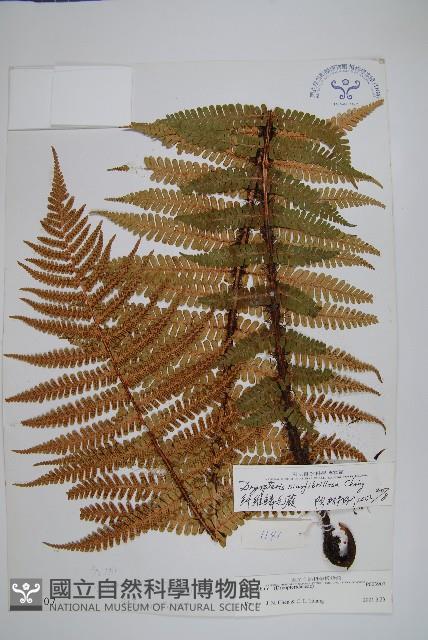 密鱗鱗毛蕨藏品圖，第1張