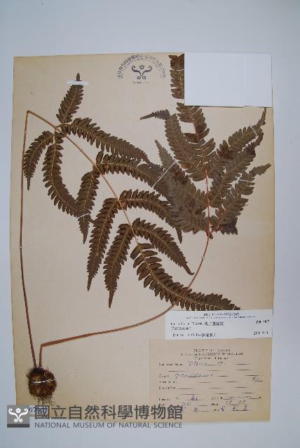 傅氏鳳尾蕨藏品圖，第1張