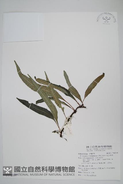 Accession Number:P012107 Collection Image, Figure 1, Total 2 Figures