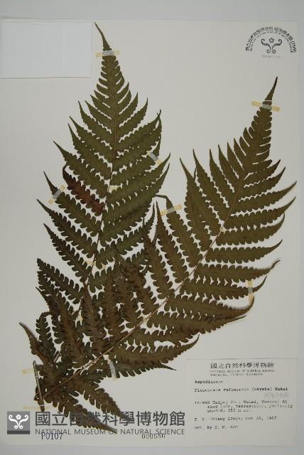 網脈突齒蕨藏品圖，第1張