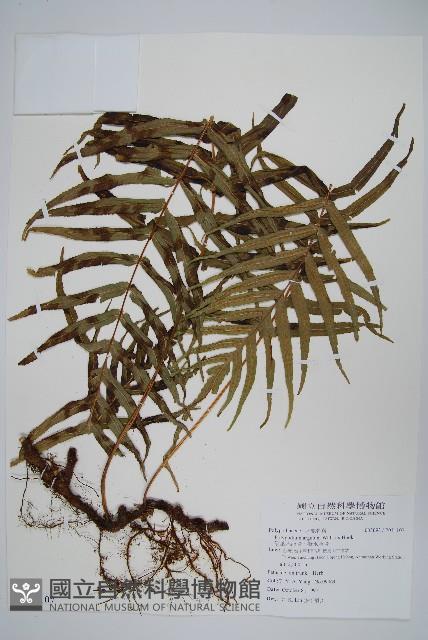 箭葉水龍骨、擬水龍骨藏品圖，第1張