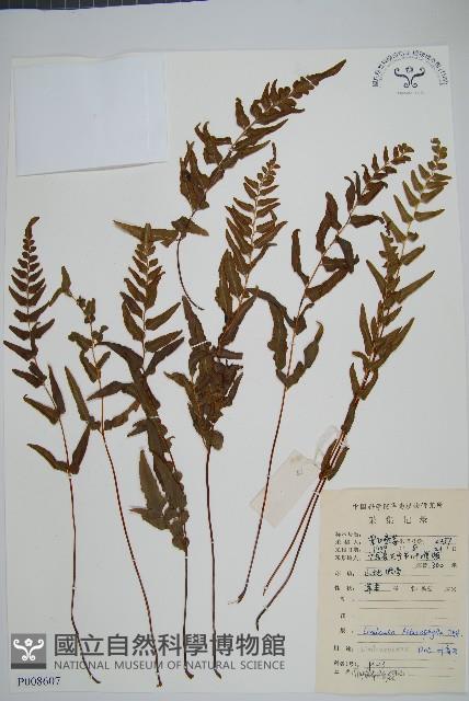 異葉鱗始蕨藏品圖，第1張