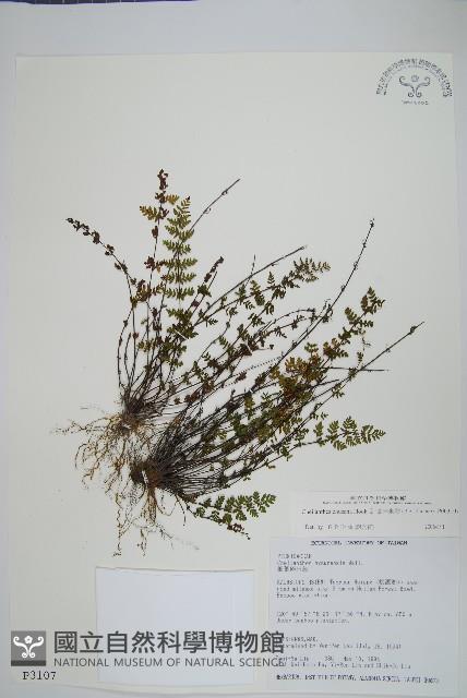 細葉碎米蕨藏品圖，第1張