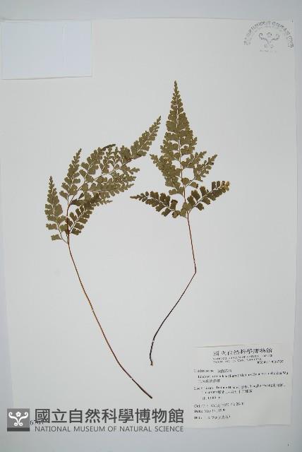 三角葉陵齒蕨藏品圖，第1張