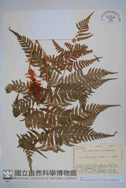 二型鱗毛蕨藏品圖，第1張