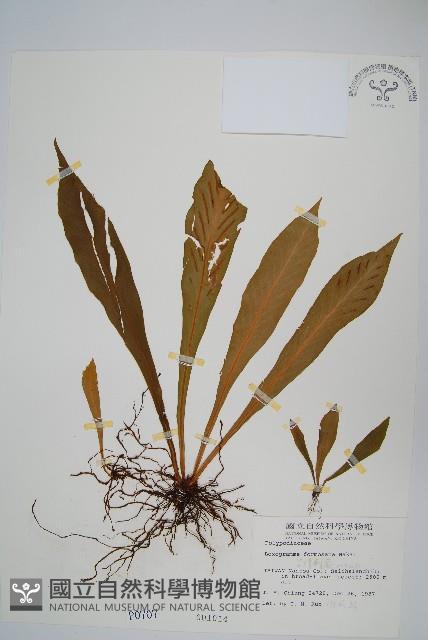 台灣劍蕨藏品圖，第1張