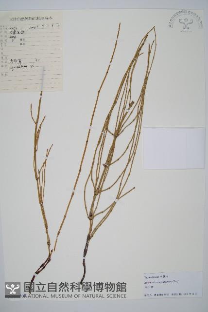 木賊藏品圖，第1張