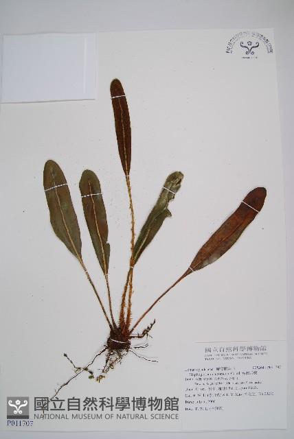 呂宋舌蕨、台灣舌蕨藏品圖，第1張