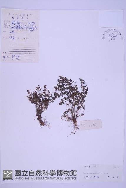 北京鐵角蕨藏品圖，第1張