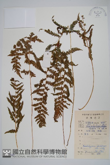 密腺副金星蕨藏品圖，第1張