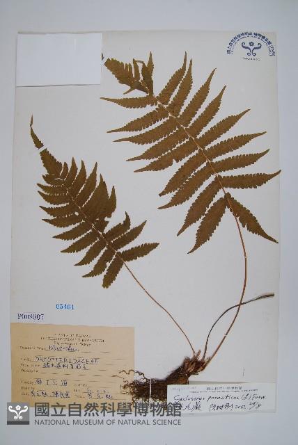 密毛毛蕨藏品圖，第1張