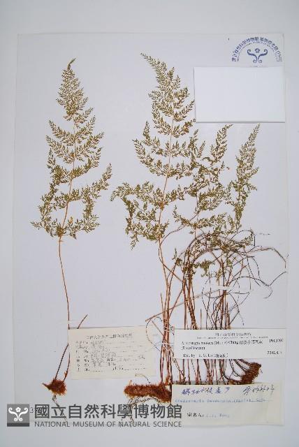 宿枝小膜蓋蕨藏品圖，第1張