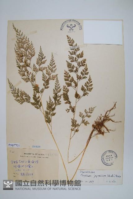 日本金粉蕨藏品圖，第1張