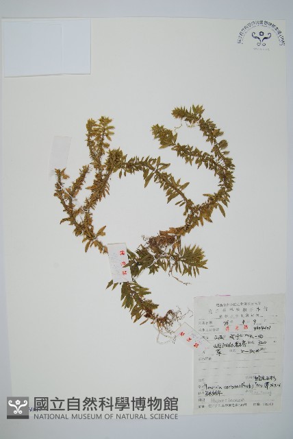 蛇足石杉、千層塔藏品圖，第1張