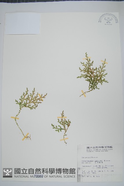 玉山卷柏藏品圖，第1張