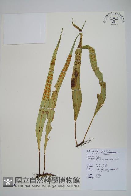 粵瓦葦藏品圖，第1張