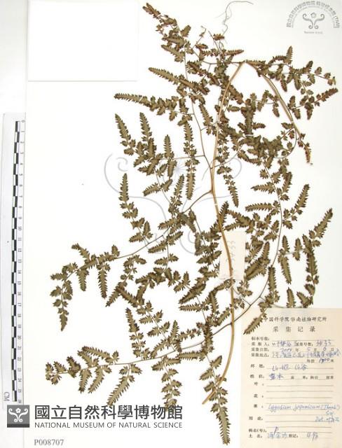 海金沙藏品圖，第1張