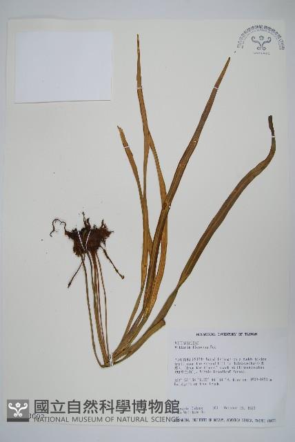 書帶蕨藏品圖，第1張