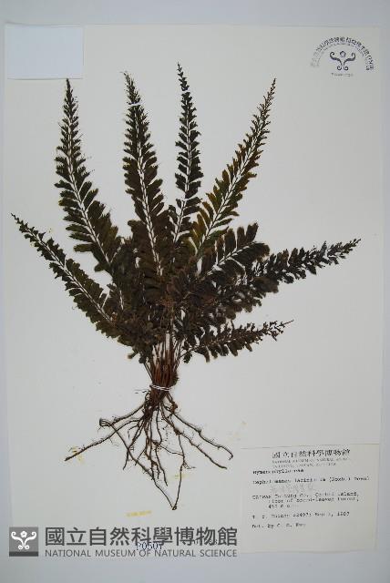 菲律賓厚葉蕨藏品圖，第1張