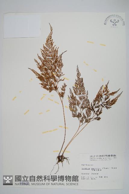 日本金粉蕨藏品圖，第1張