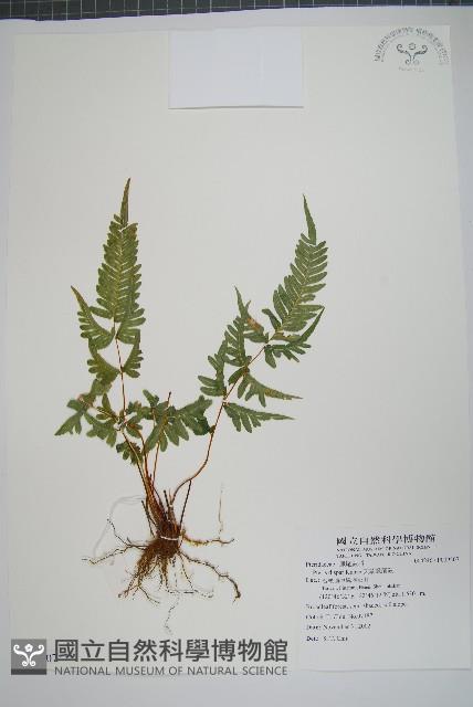 天草鳳尾蕨藏品圖，第1張