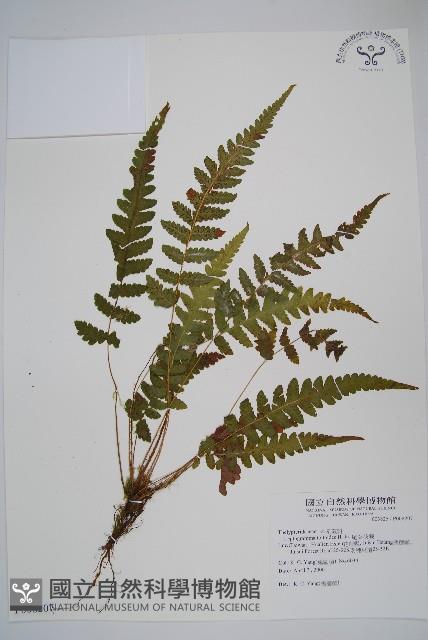 尾葉茯蕨藏品圖，第1張