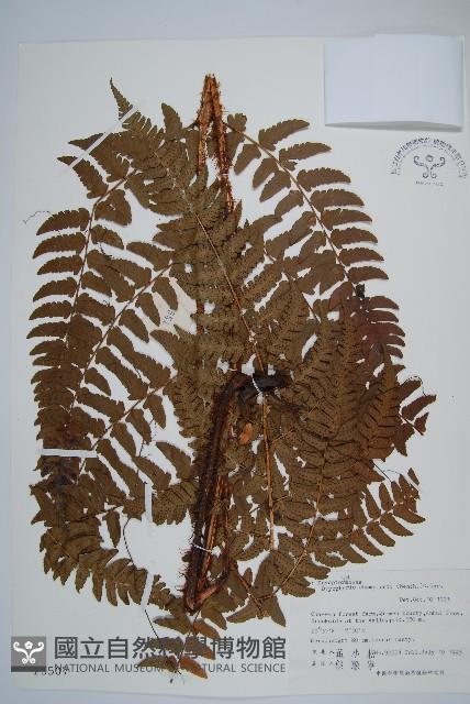 闊鱗鱗毛蕨藏品圖，第1張