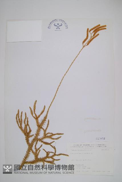 石松藏品圖，第1張