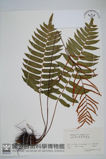 華東瘤足蕨藏品圖，第1張
