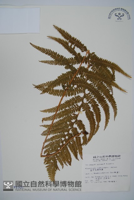 亞粗毛鱗蓋蕨藏品圖，第1張