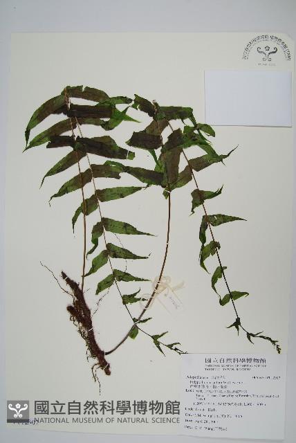 箭葉水龍骨、擬水龍骨藏品圖，第1張