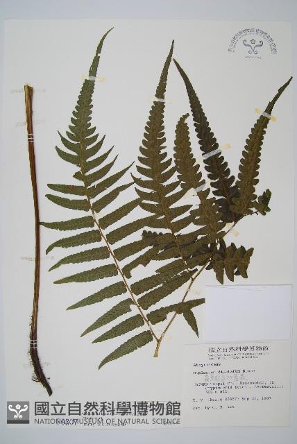 毛柄短腸蕨藏品圖，第1張