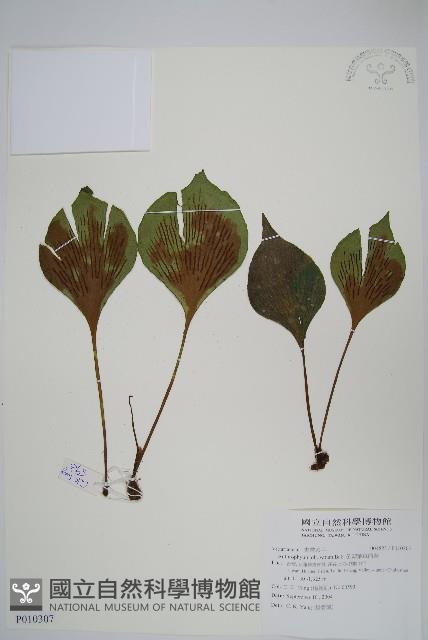 車前蕨藏品圖，第1張