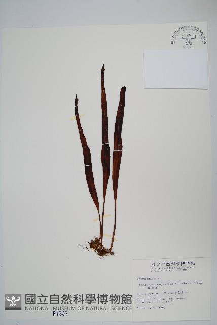 鱗瓦葦、長柄瓦葦藏品圖，第1張