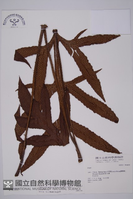 翅柄三叉蕨藏品圖，第1張