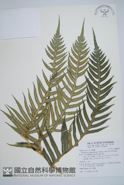 生芽狗脊蕨、頂芽狗脊蕨藏品圖，第1張