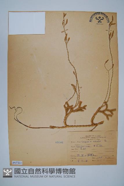 石松藏品圖，第1張