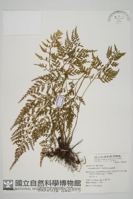 骨碎補鐵角蕨藏品圖，第1張