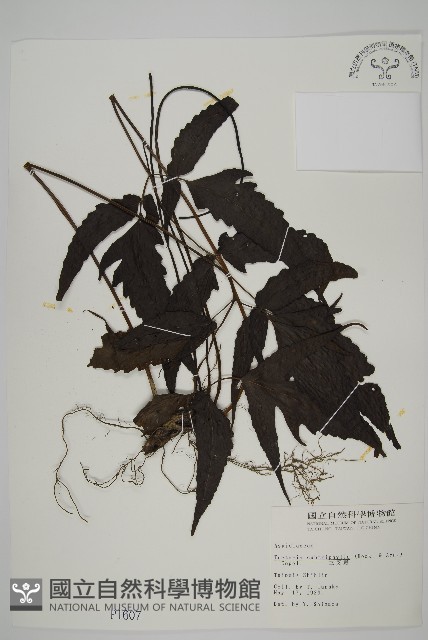 三叉蕨藏品圖，第1張