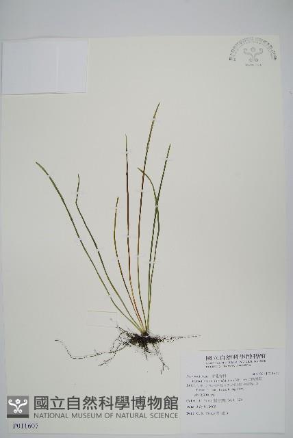 二條線蕨藏品圖，第1張